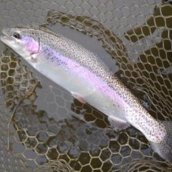 大安トラウトレイク 釣果